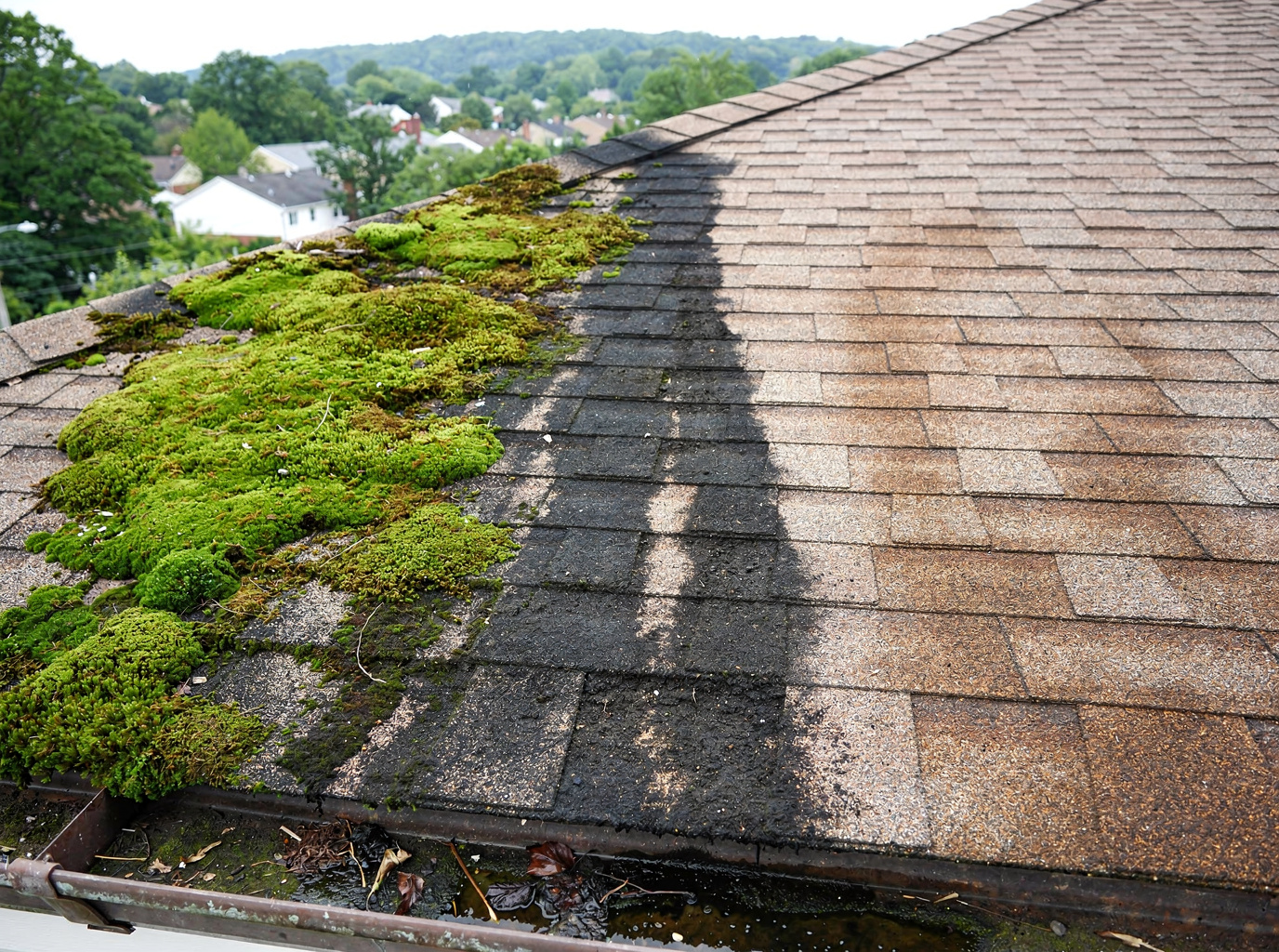 Roof Moss, Algae and Stains in Frederick: What They Mean